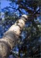 #deux - Faraway Tree