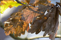 #quatre - Leaf it Out!