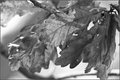 #1 - Leaf it Out