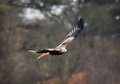 Red Kite
