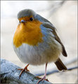 Robin