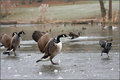 IMG_4351nocrop-comp.jpg