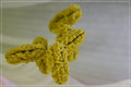 Stamen