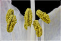 Stamen