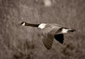 Flying Canadian