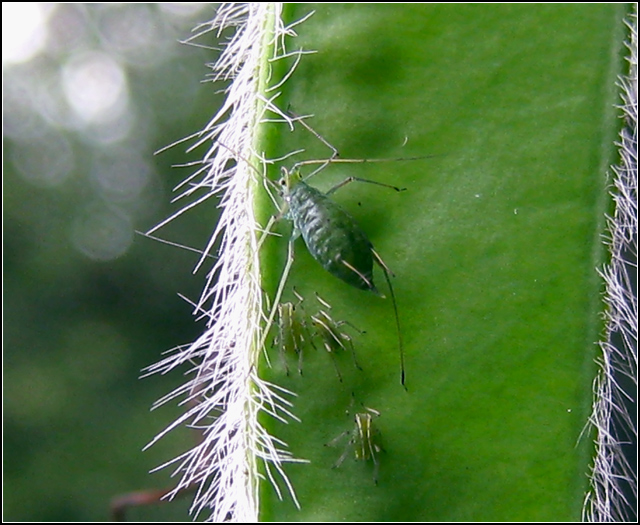Day 4: Family Bugs