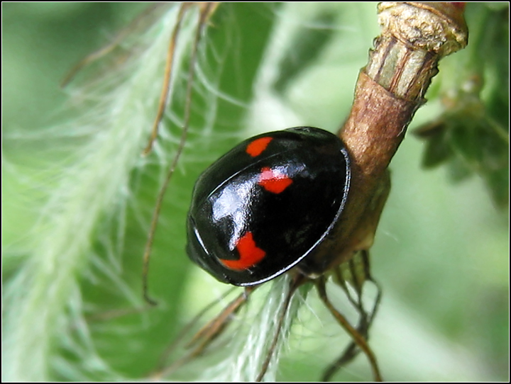 Day 5: Lady Bug