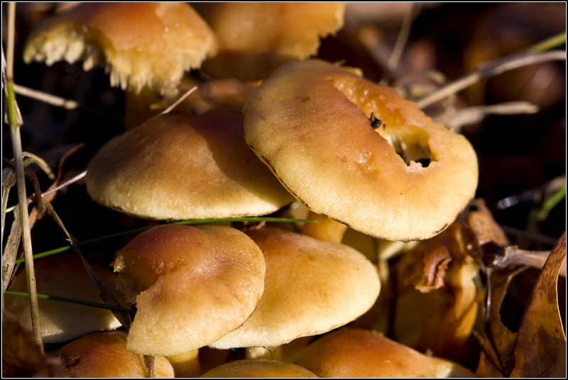 #un - Cramped .... There's not Mushroom here!!