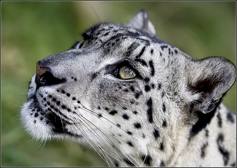 Snow Leopard