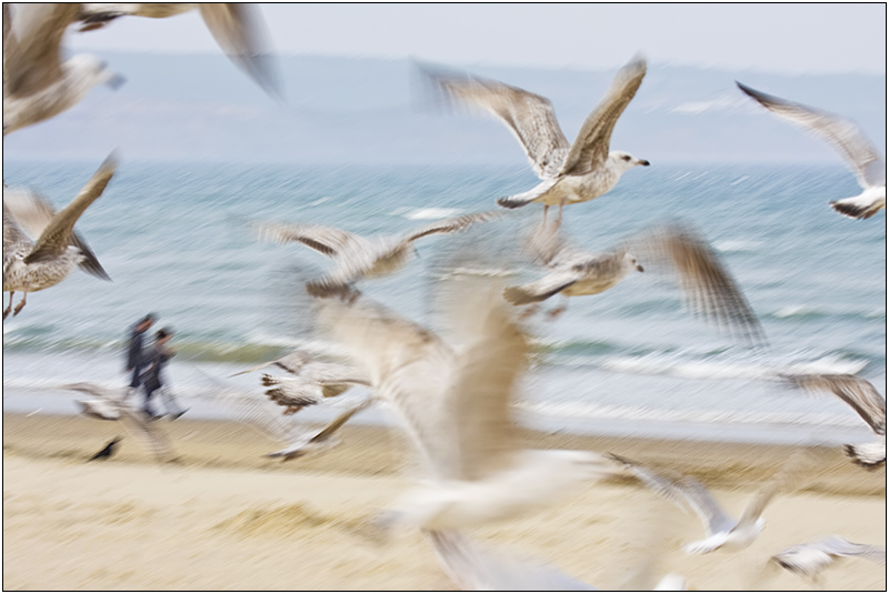 Flock of Gulls