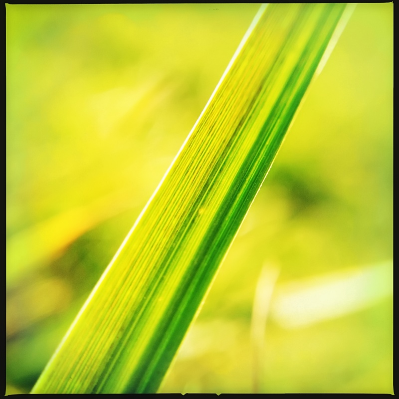 Grass Macro