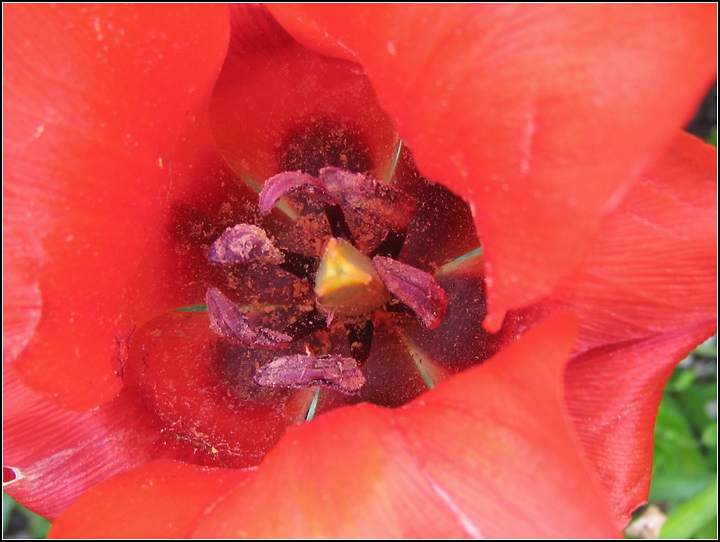 Day 14b: Inside the Red Flower