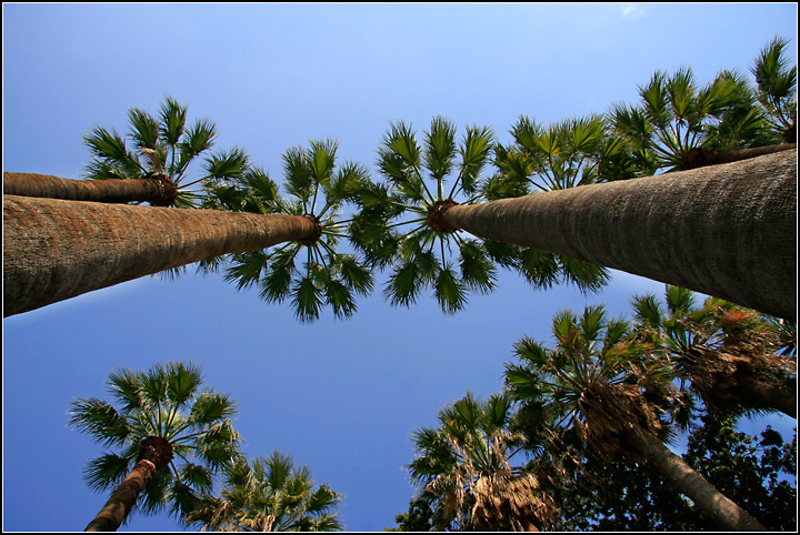 Day 31: Palm your way up
