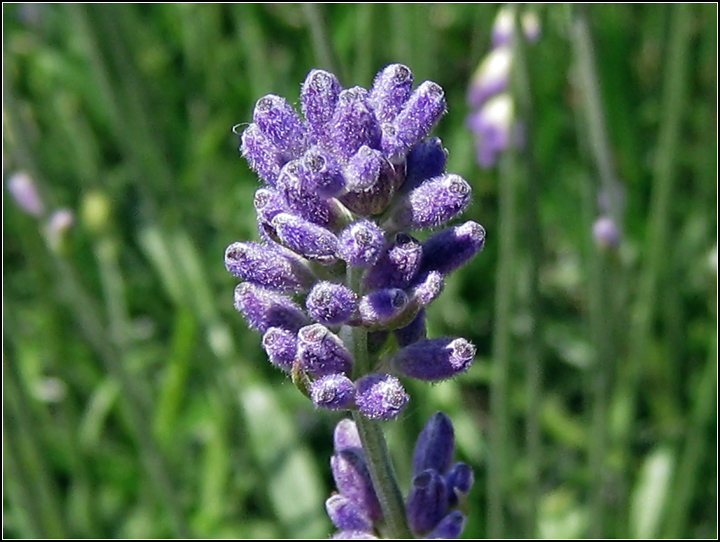 Day 7: The Colour Purple