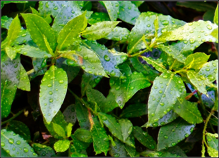 Day 5: Bay Leaves 2