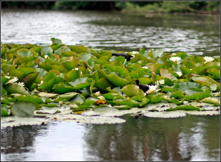 Day 21: Water Lillies
