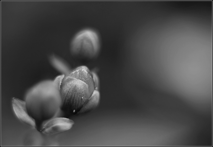 Day 25: Hi Bud!