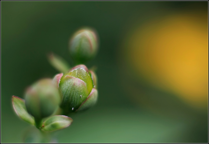 Day 26: Hi Bud in Colour