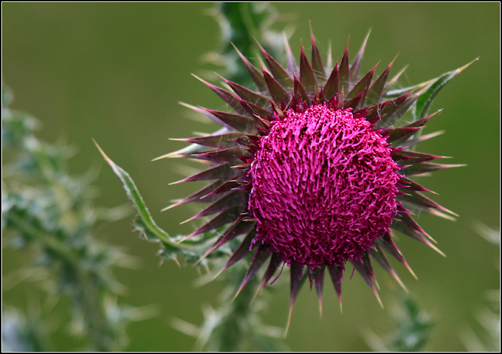 Day 28: Thistle