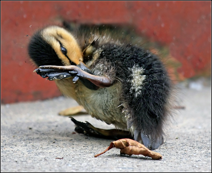 Day 10: Lunchtime Stroll!