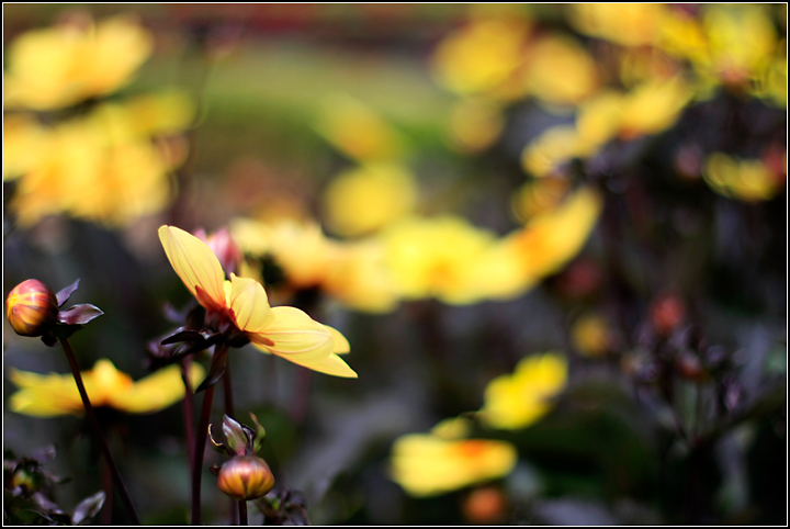 Yellow Flowers 3