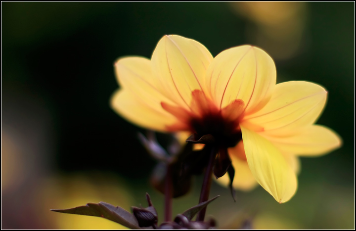 Yellow Flowers 4