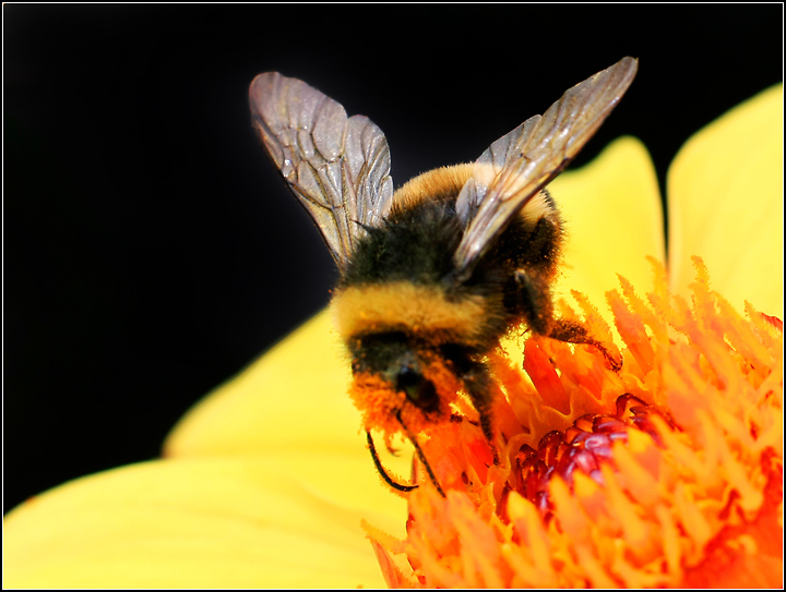 The Eye of the BeeHolder!