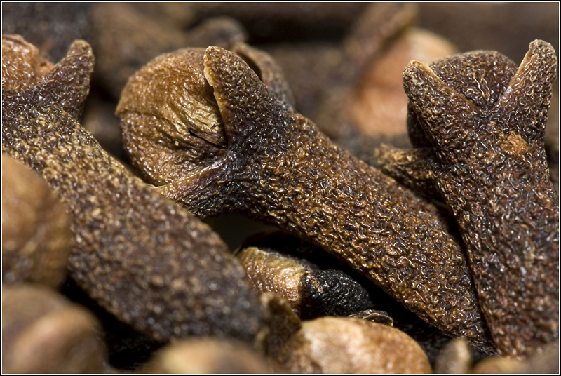 Clove