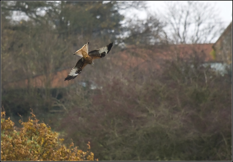 #17 - Red Kite