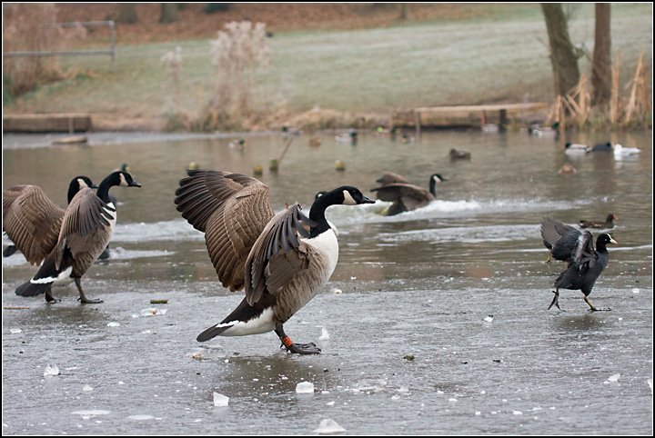 IMG_4351nocrop-comp.jpg