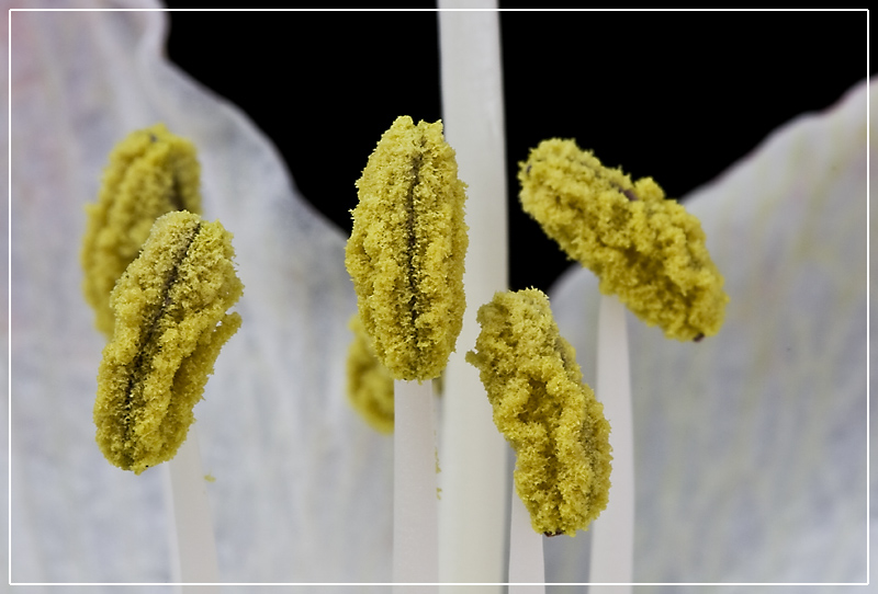 Stamen