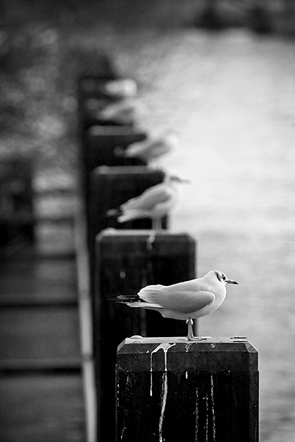 Gulls