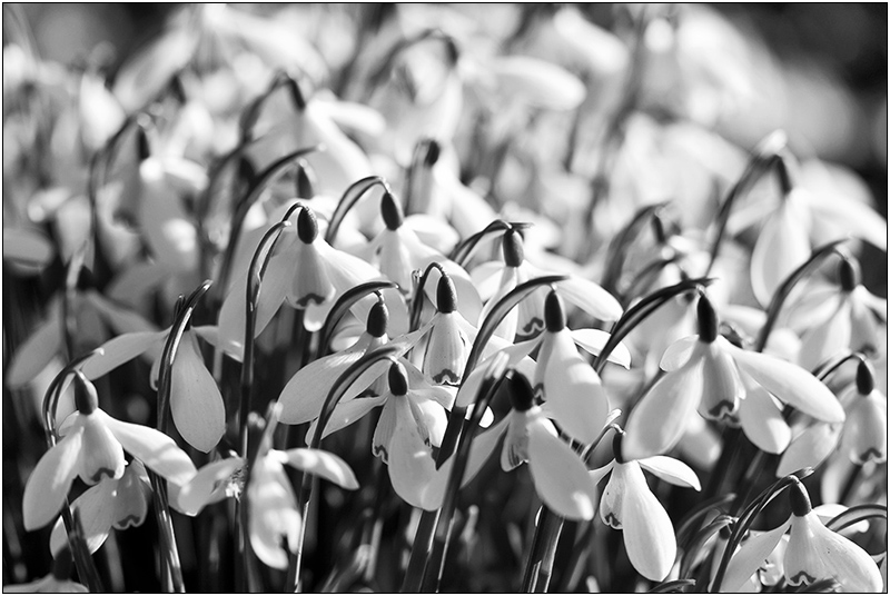 Snowdrops