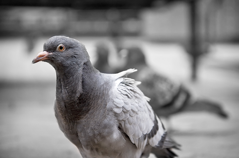 Pigeon