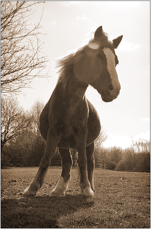 Horse