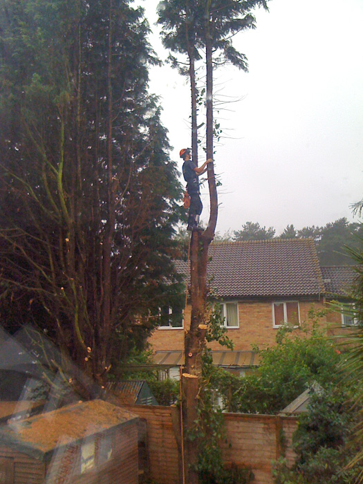 Tree Felling