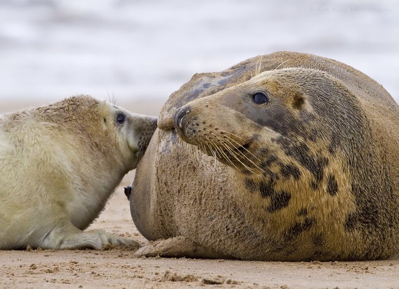 Donna Nook