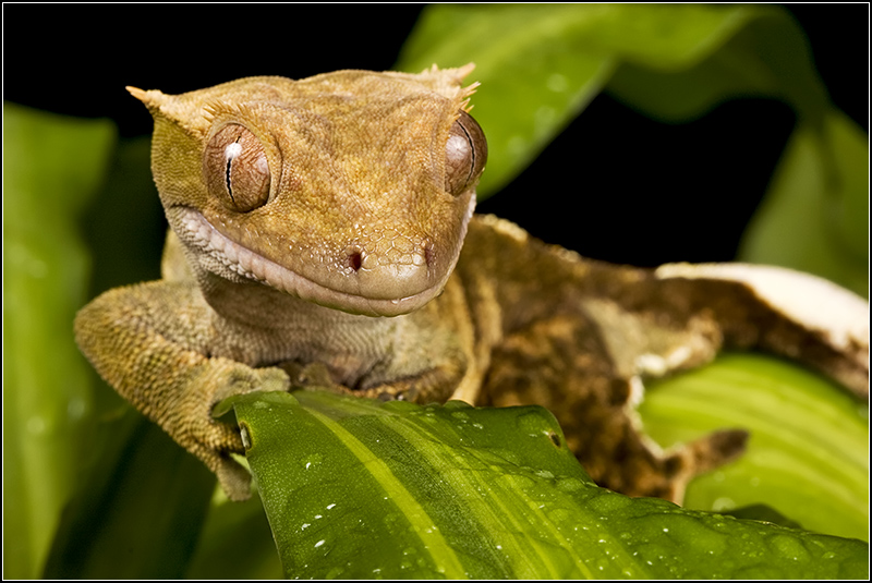 Gecko