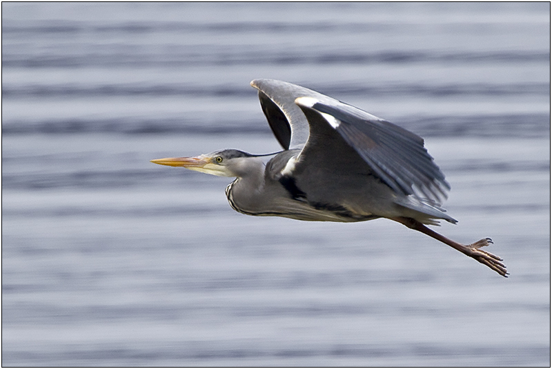 Heron