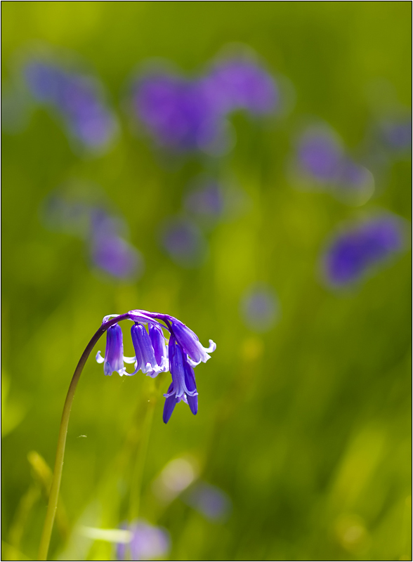 _MG_9722dpc
