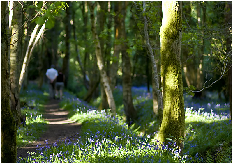 A Walk in the Woods