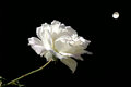 Midnight rose.jpg