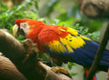 Parrot