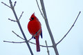 Cardinal