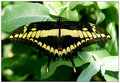 Papilio Thoas