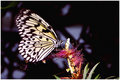 Idea Leucone