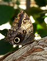Caligo Eurilochus