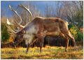 Caribou