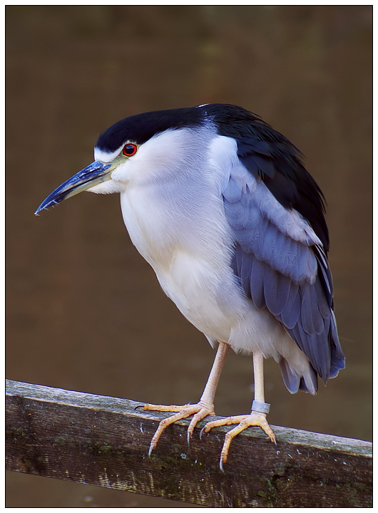Black-crowned Night Heron