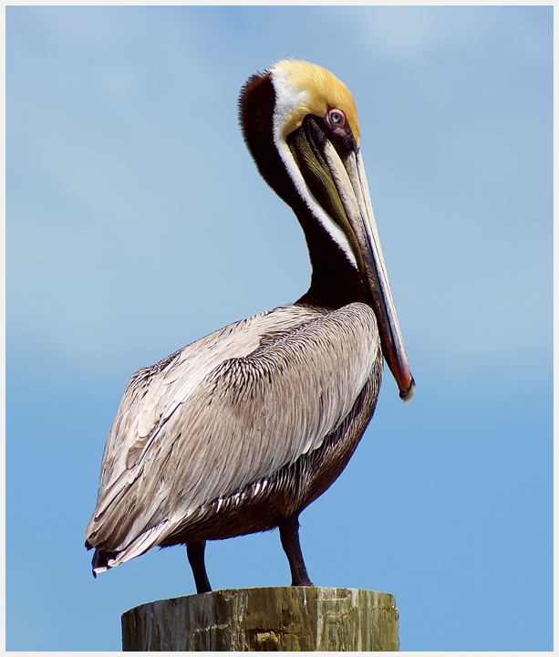 Pelican